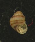 Eatonina pumila